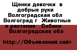 Щенки(девочки) в добрые руки - Волгоградская обл., Волгоград г. Животные и растения » Собаки   . Волгоградская обл.